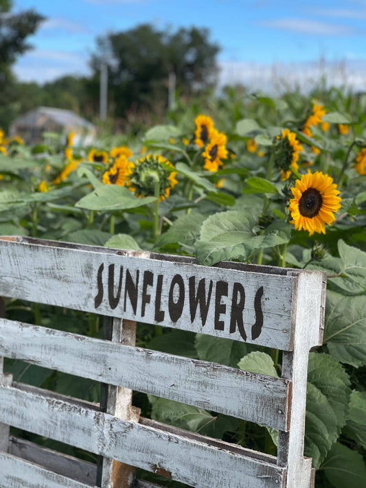 The Maine Sunflower Festival