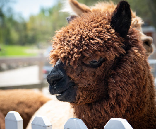 The Woolly Wonder: Exploring the Benefits of Alpaca Wool