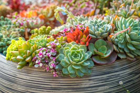 Plants that Beat the Heat with Summer Succulents: Tips from Cross Street Flowers and Botanical Gifts